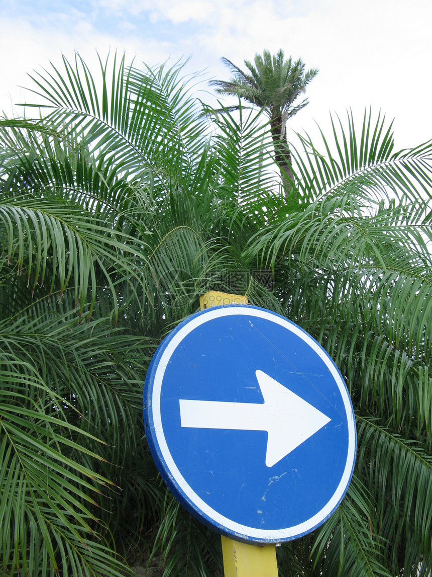 蓝方向符号热带天气蓝色叶子圆圈分支机构坚果晴天植被植物图片