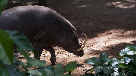 喜兔迎财巴比鲁沙獠牙荒野公猪濒危兔兔哺乳动物喇叭野生动物动物背景