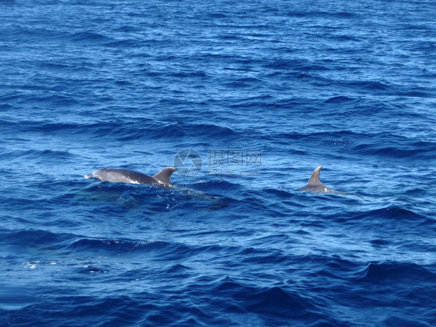海豚生物游泳海景哺乳动物荒野海浪波浪蓝色动物哺乳图片