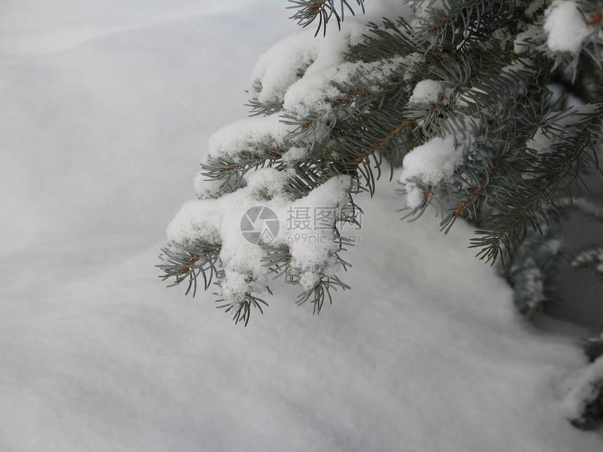 在树上下雪松树针叶树灰尘薄片魔法土地高山毯子冰镇寒冷图片