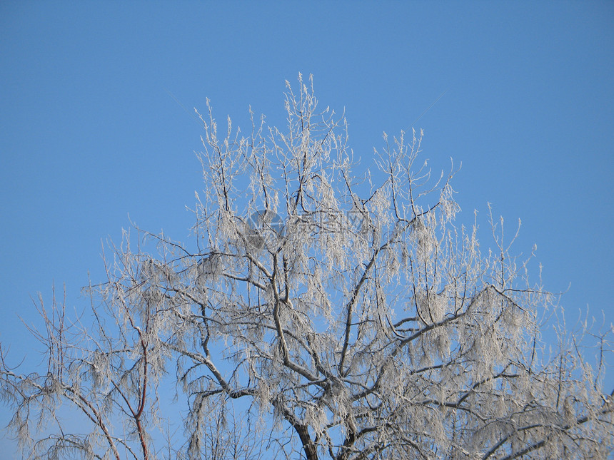 霜冻树薄片白色毯子磨砂土地魔法高山冰镇蓝色寒冷图片
