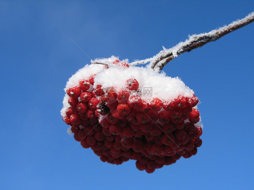 红莓上雪水果生长天空浆果蓝色红色毯子粉末橙子薄片图片