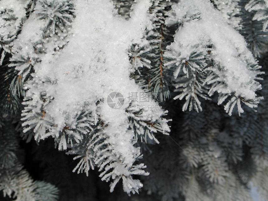 树枝上的雪毯子磨砂松树薄片高山灰尘冰镇寒冷魔法针叶树图片