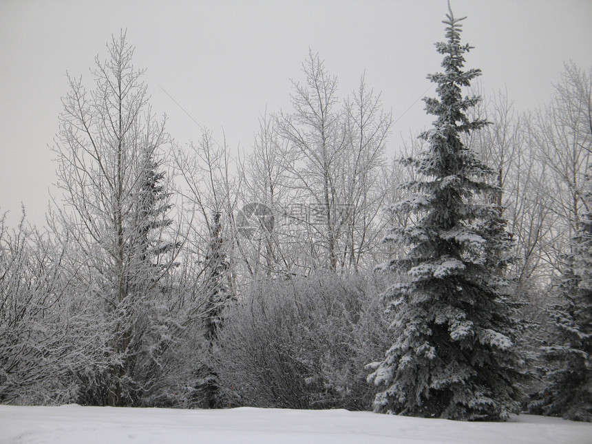 冬季森林高山土地寒冷冰镇薄片松树毯子蓝色灰尘天空图片
