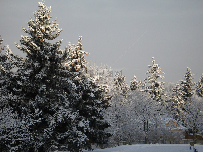 冬季森林土地冰镇薄片松树寒冷天空高山街道磨砂灰尘图片