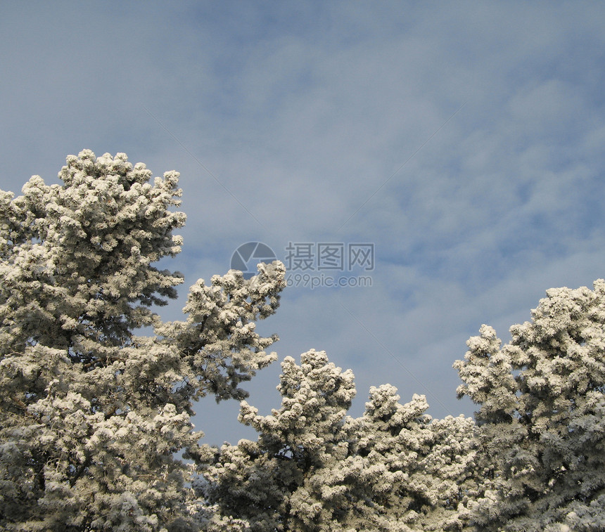 满树积雪土地天空薄片寒冷松树高山毯子冰镇魔法磨砂图片