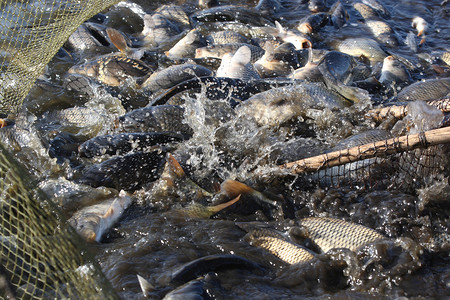 捕捞活鱼鲤鱼文化淡水居住钓鱼工业团体高清图片
