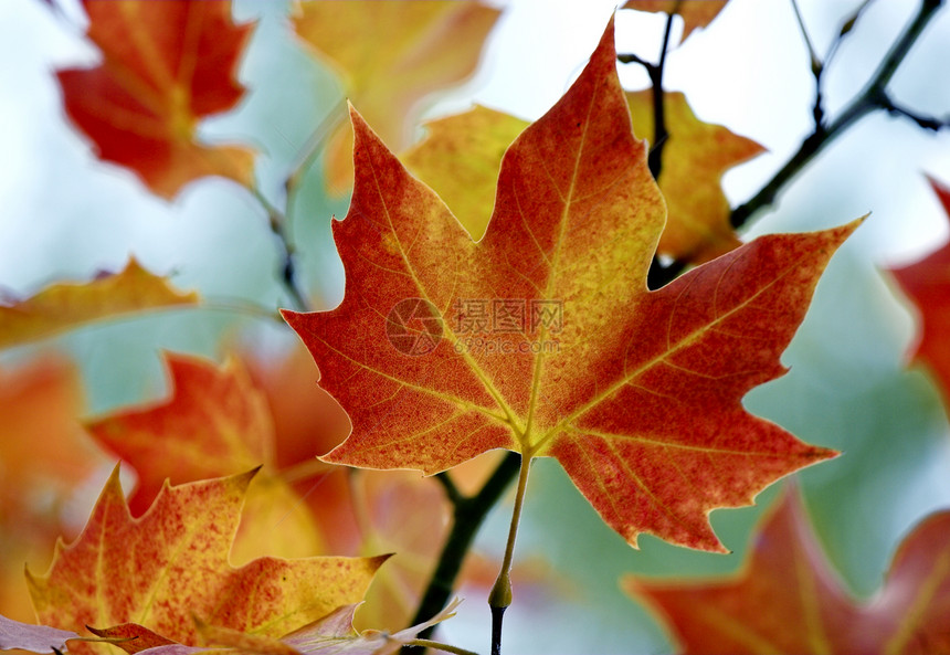秋叶落叶红色季节性黄色棕色公园花园绿色金子生活森林图片