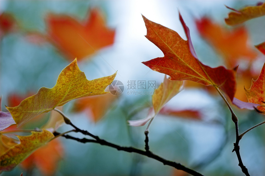 秋叶落叶植物群场景季节性活力公园红色墙纸蓝色叶子季节图片