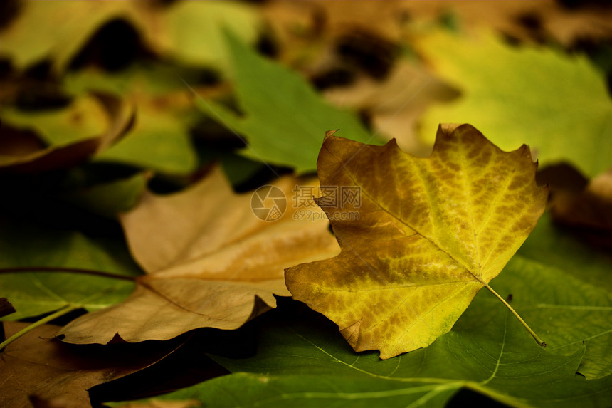 秋叶落叶植物群活力金子花园墙纸季节性黄色棕色季节绿色图片