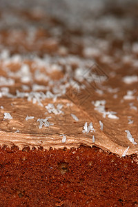 巧克力蛋糕甜点棕色面包巧克力蛋糕菜单宏观可可生日食物背景图片