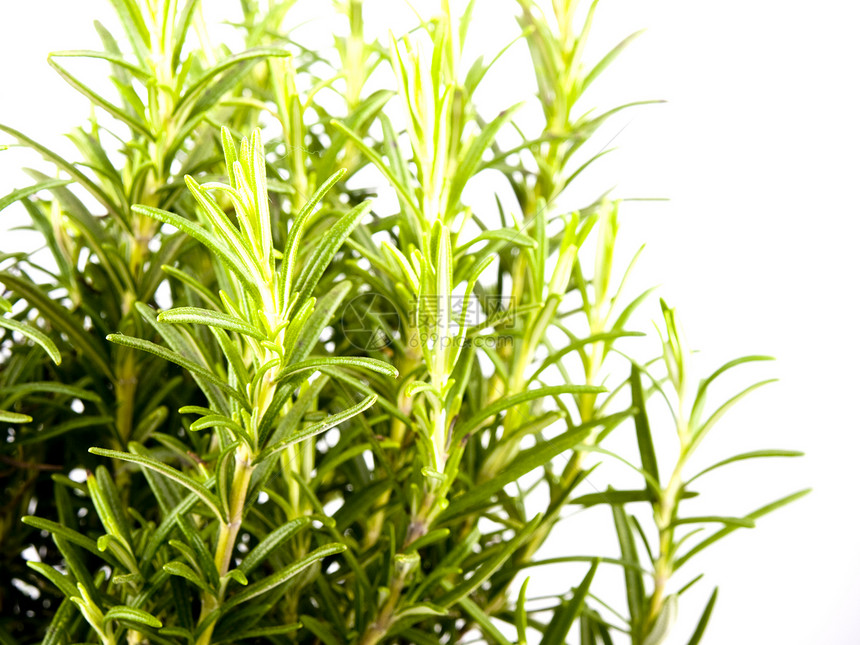 新鲜新玫瑰食物烹饪草药饮食香气疗法白色草本植物绿色植物图片