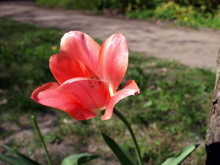 红郁金红色花束花园植物群植物礼物绿色图片