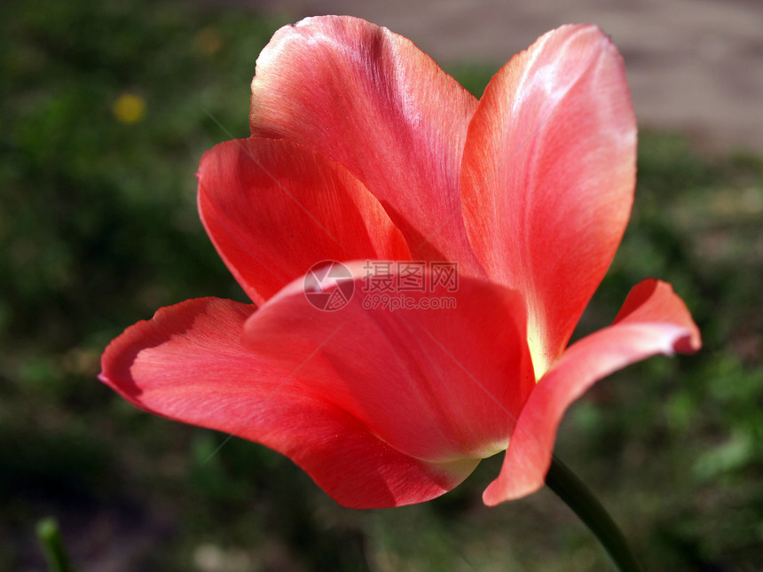 红郁金红色花园礼物植物绿色花束植物群图片