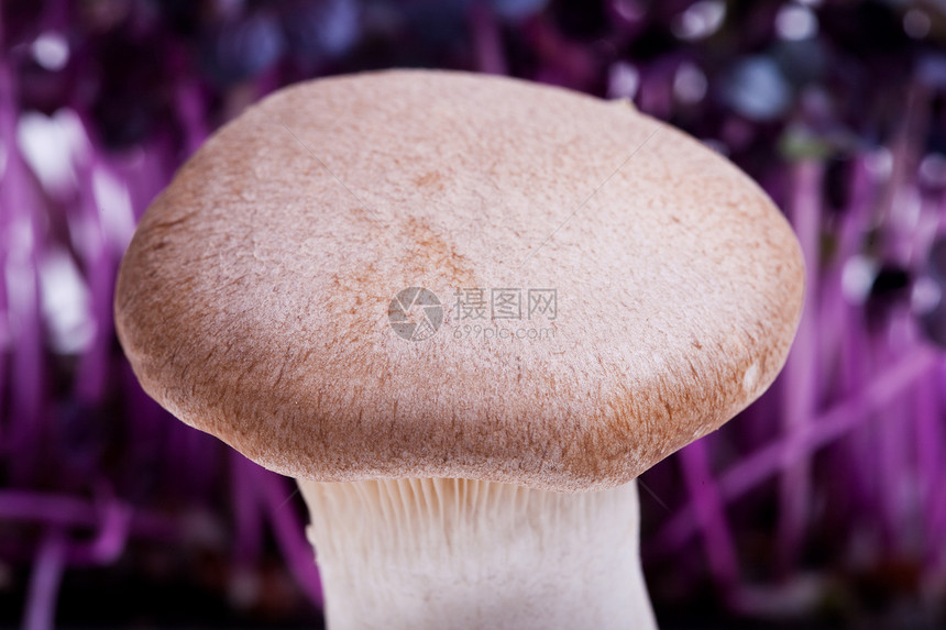 特写了一只海王牡蛎蘑菇国王食物侧耳蔬菜美味图片