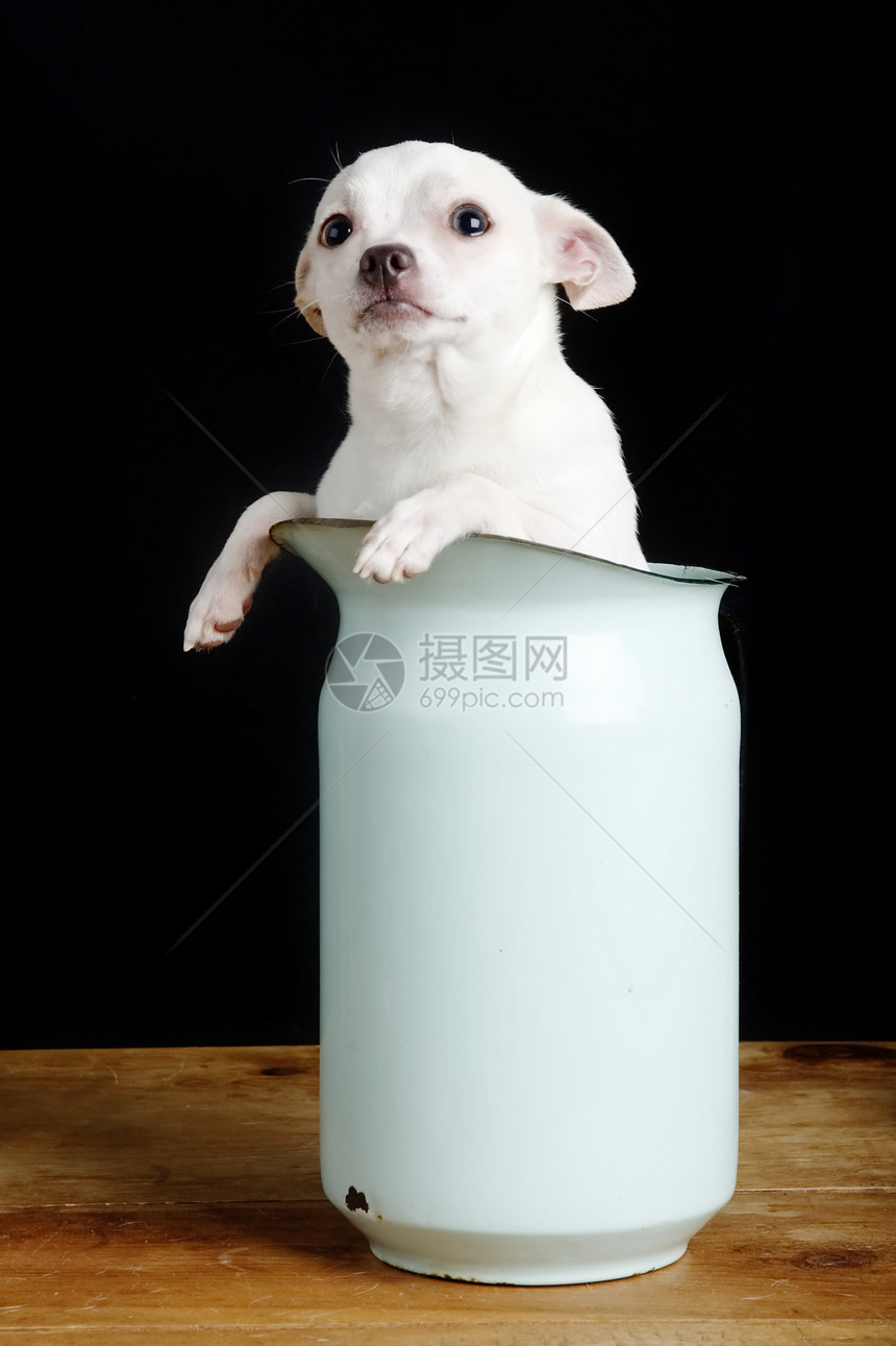 问题口袋邮政宠物猎犬哺乳动物动物小狗愤怒男性警卫图片