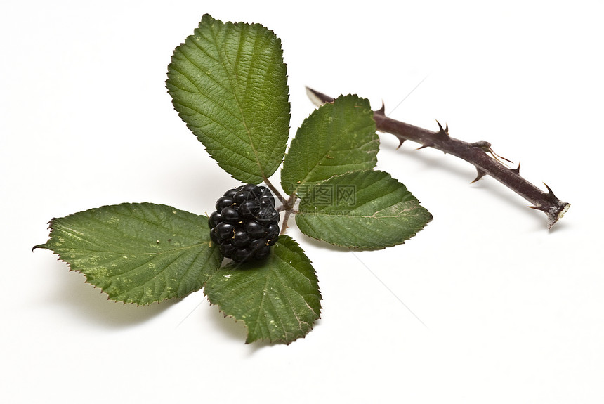 黑莓柳条食物收藏收成森林叶子稻草果汁树叶维生素图片