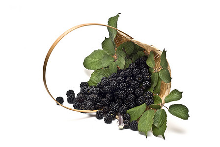 黑莓树叶水果收藏荒野荆棘森林果汁收成野生动物食物背景图片