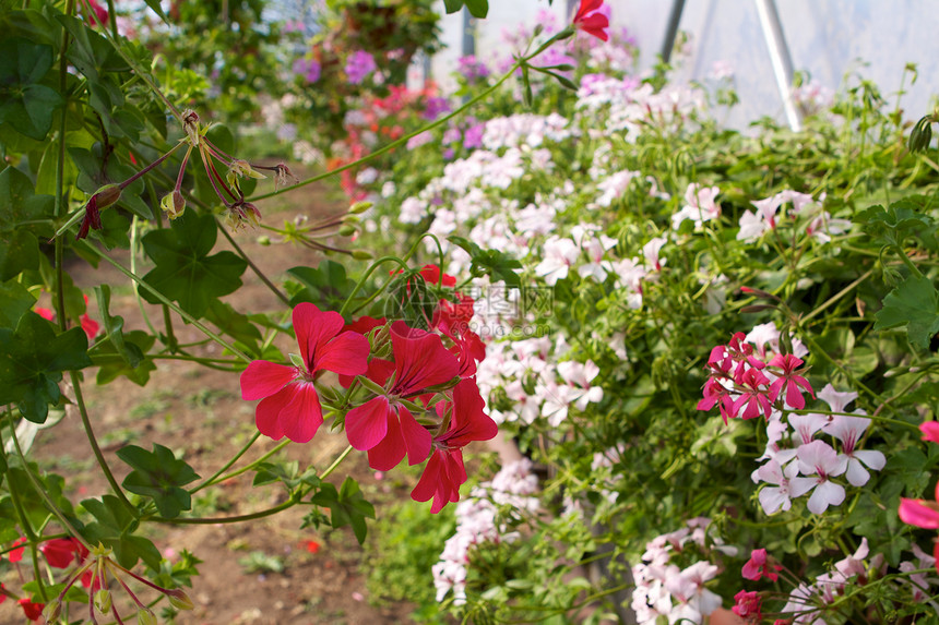 天竺葵苗圃培育栽培温室植物水培法花朵园艺植物学风化图片