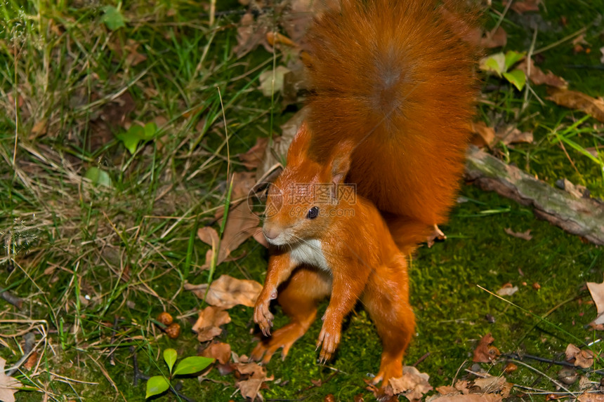 红松鼠松鼠毛皮生物红色尾巴哺乳动物棕色野生动物荒野图片