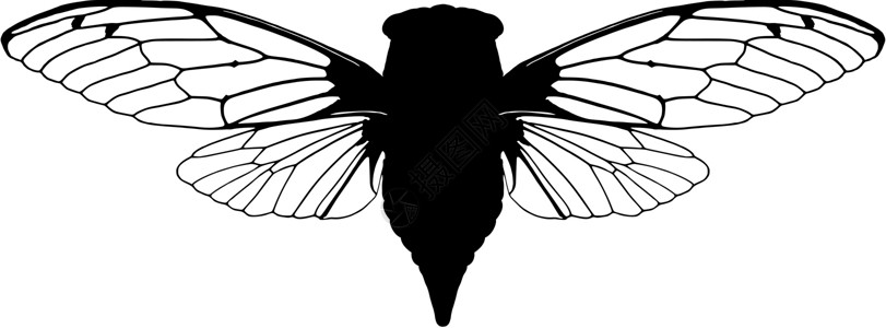 Cicada 胶状科学昆虫棕色昆虫学动物学生物学黑色动物背景图片