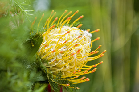 苞片黄花蛋白质橙子花园心叶荒野生长植物学情调螺旋植物群烟花背景