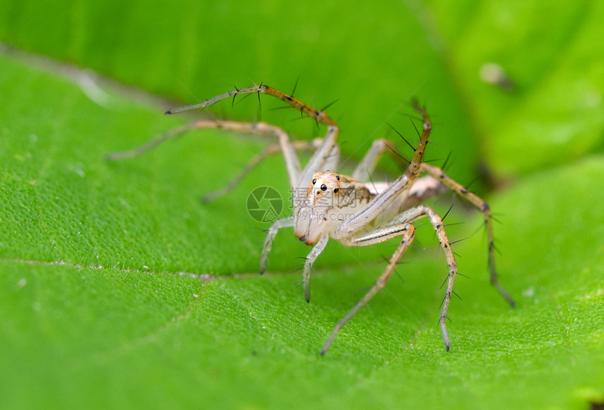 植物上的林克斯蜘蛛漏洞氧化酶野生动物山猫墙纸杂草猎物捕食者生态锯齿状图片
