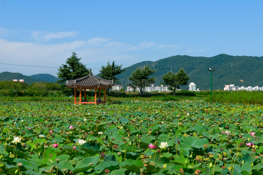 莲花池塘全景生物学植物学花瓣叶子花萼树木水池百合植物图片