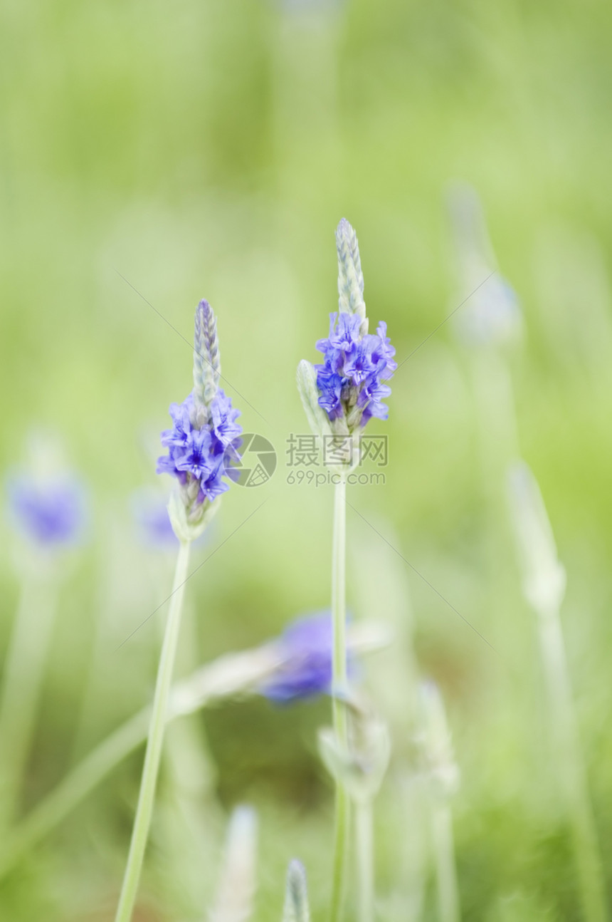 食用盐环境香味蓝色植物群花园绿色草本植物薰衣草农田叶子图片