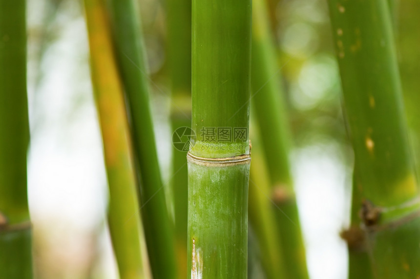 竹子花园植物学绿色圆形叶子植物枝条管道木头平行线图片