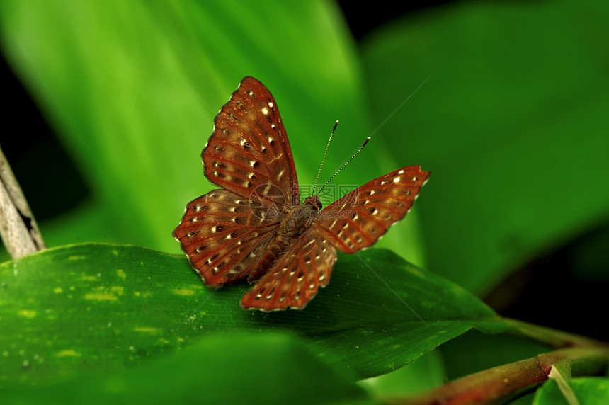 老挝昆虫宏观 老挝植物绿色蝴蝶荒野野生动物图片