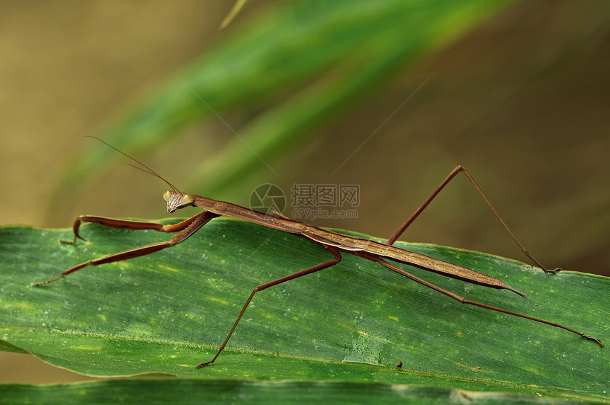 老挝昆虫宏观 老挝绿色蝴蝶植物荒野野生动物图片