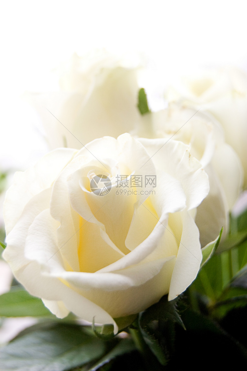 一些白玫瑰图片