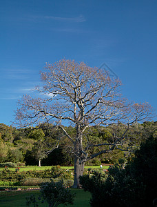 无叶树枝条叶子绿色蓝色季节植物天空衬套背景图片