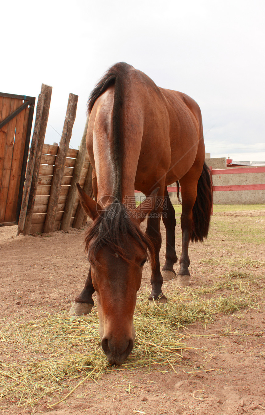 马吃马棕色马背鼻孔眼睛马术农场动物鬃毛牧场谷仓图片