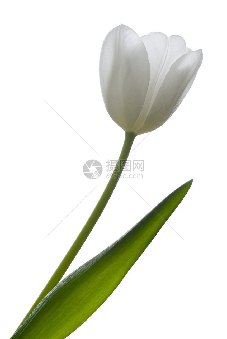 白色郁金香季节性绿色背光花瓣植物群叶子花粉图片