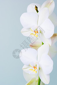 兰花白色植物学植物枝条植物群热带高清图片