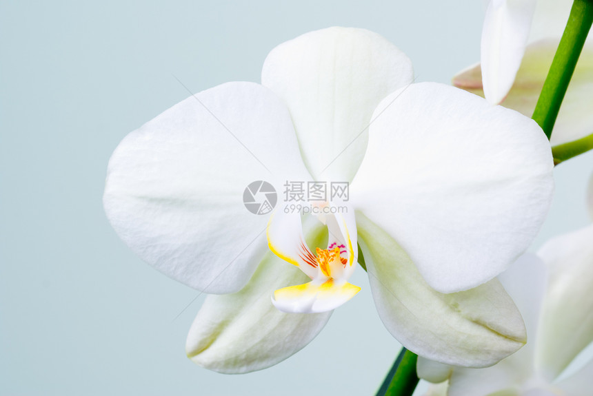 兰花热带白色枝条植物学植物植物群图片