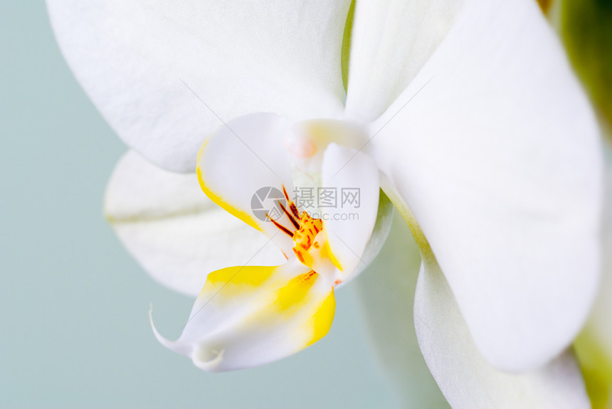 兰花细节热带植物群宏观花瓣白色植物学植物图片