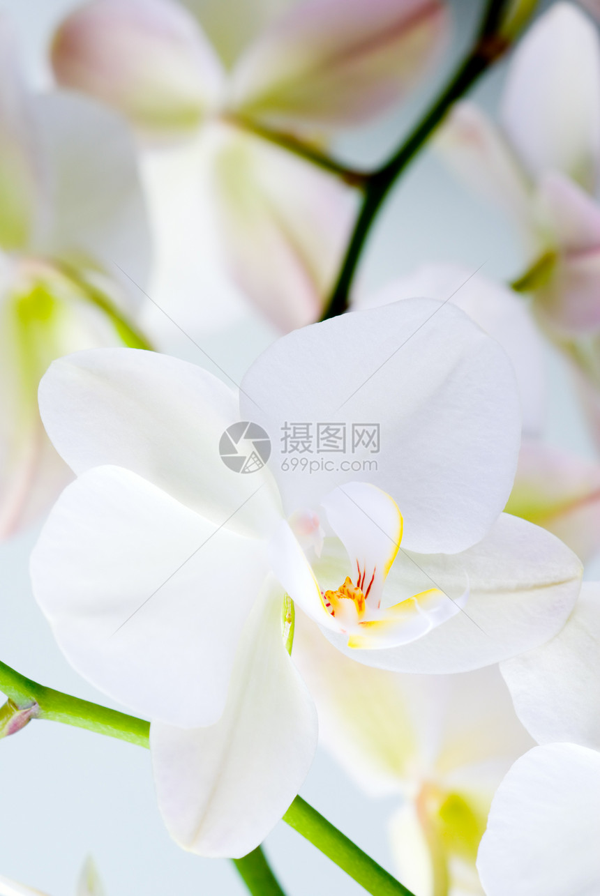 兰花热带枝条植物群情调植物学小枝白色异国花瓣宏观图片
