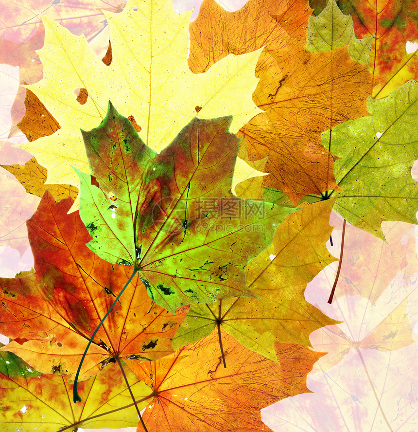 秋季的颜色枫叶树叶叶子图片
