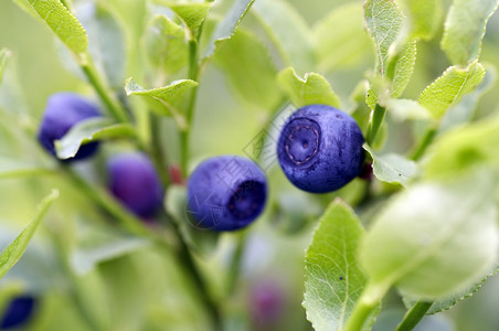 桑蓝莓植物蓝莓灌木覆盆子饮食宏观植物水果产品食物蓝色背景