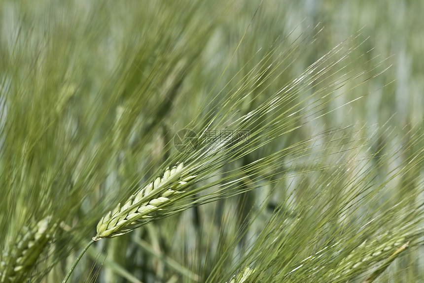 草泥马植物农业营养小麦燕麦蔬菜产品谷物乡村绿色图片