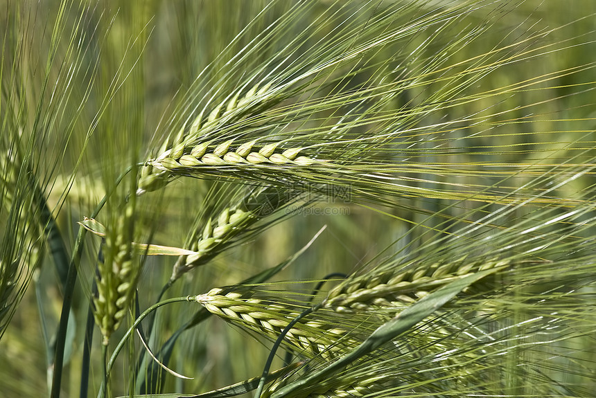 草泥马收获播种种植耕作尖刺农村绿色农业植物食物图片