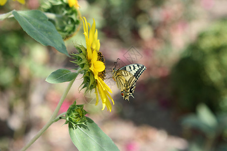 花上蝴蝶环境植物绿色翅膀黄色花园昆虫向日葵树叶花瓣高清图片