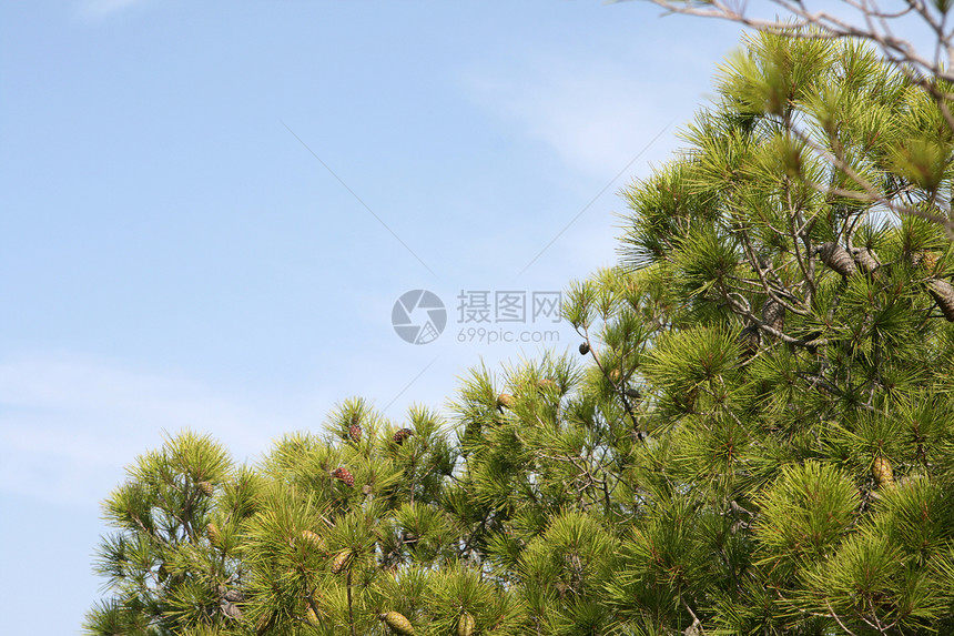 松树蓝色绿色天空松果图片