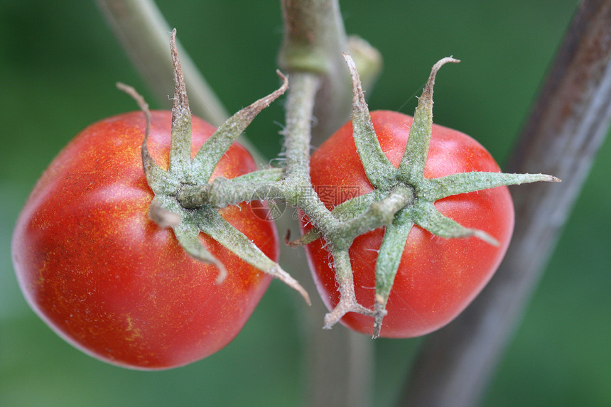 小番茄蔬菜花园植物红色食物农业水果绿色叶子图片