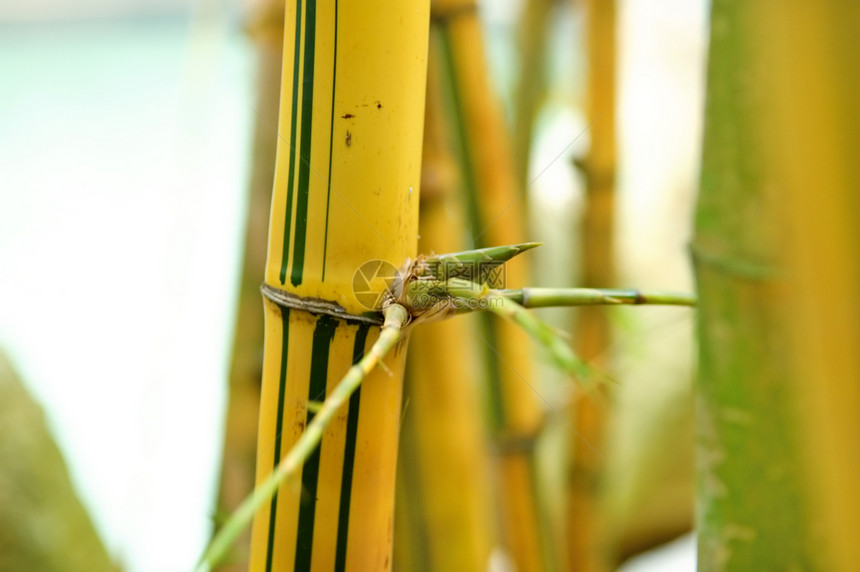 竹子叶子枝条管道平行线生物学植物森林两极黄色木头图片