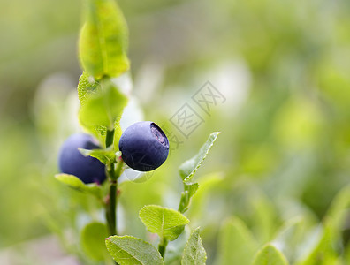 蓝莓灌木产品宏观蓝色食物水果覆盆子植物背景图片