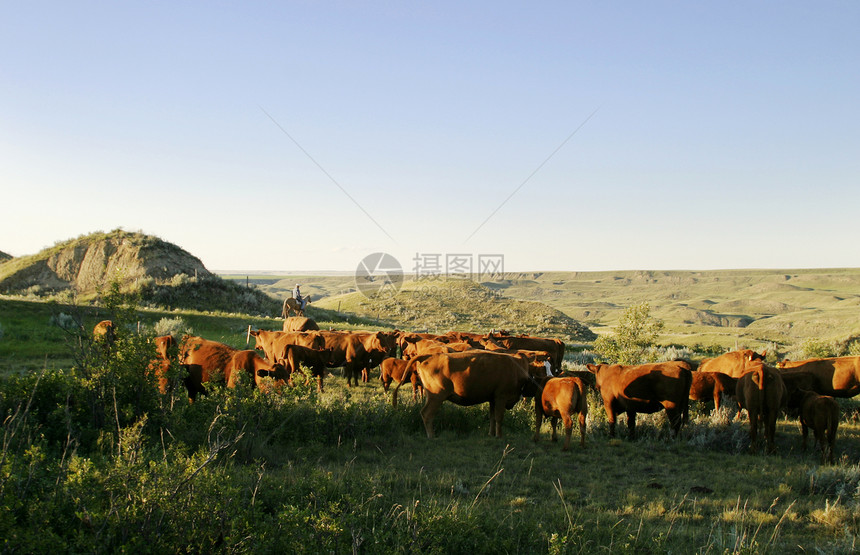 牛群集滚动牛仔男生海狸牧场爬坡红色圆形库存草原图片